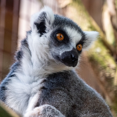 Ringstaartmaki - De Zonnegloed - Dierenpark - Dieren opvangcentrum - Sanctuary